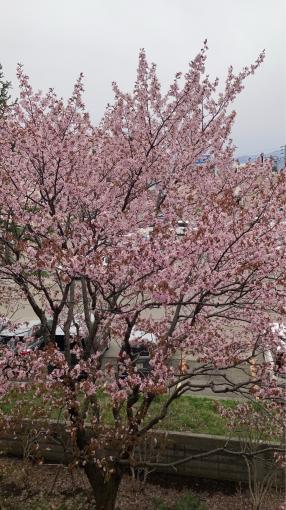 室内から敷地内の桜がたのしめます。 室内から敷地内の桜がたのしめます。